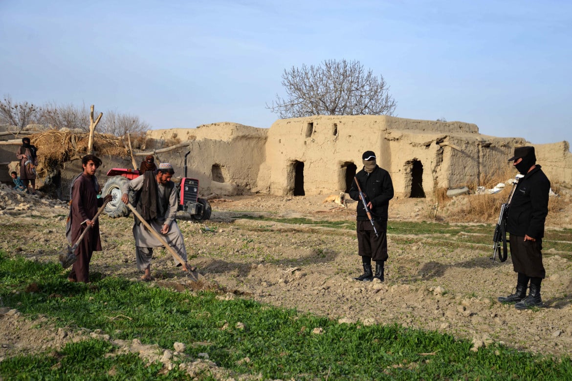 Eradicazione del papavero, sotto il controllo di due Talebani, in una fattoria di Arghandab, Afghanistan